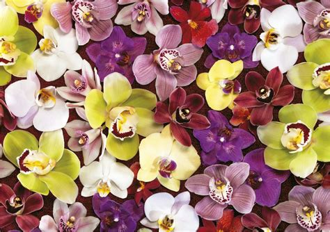 Puzzle Collage Di Orchidee Pezzi