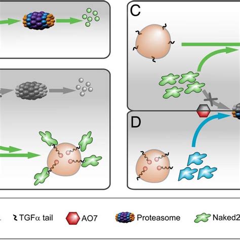 Model For TGF Induced Naked2 Stabilization A In The Absence Of TGF