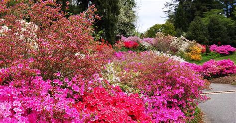 MOUNTAIN MUSINGS: Azalea Gardens