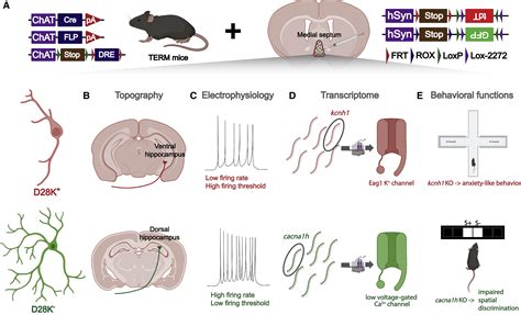 Genetically Tagging Cholinergic Diversity Neuron