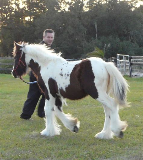 Gypsy Vanner Filly For Sale Caravanners The Sadler Mare Gypsy