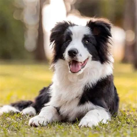 Border Collies Dogs Breed Facts And Information