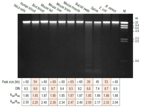 Monarch Dna Neb Lumiprobe Lumiprobe