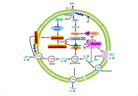 Mechanisms whereby betaine inhibits IL 1β release A The activation