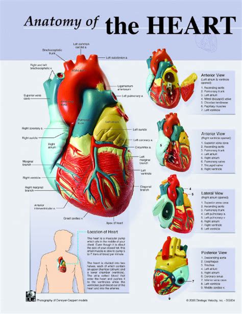 7140-08 Poster Size Heart Anatomy Chart – Denoyer-Geppert Science Company