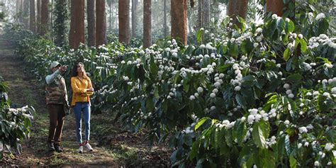 Experience The Coorg Coffee Plantation Tour At Evolve Back