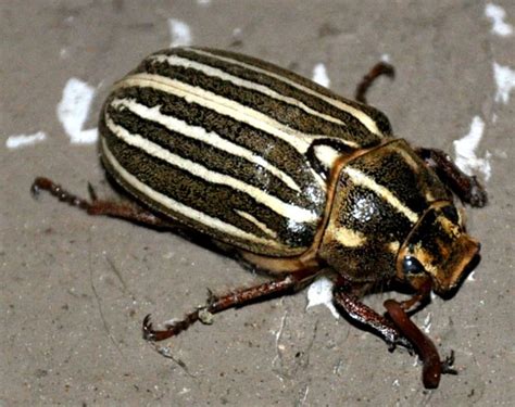 Ten Lined June Beetle Whats That Bug