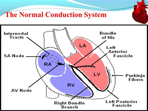 Basics Of Electrocardiographyecg Ppt