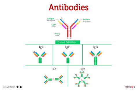 Antibodies (Human Anatomy): Picture, Functions, Diseases, and Treatments