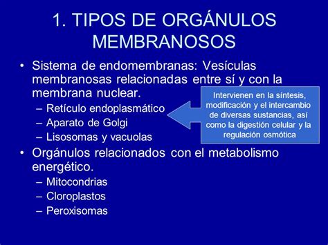 Organelos Membranosos Y No Membranosos De La Celula Eucariota