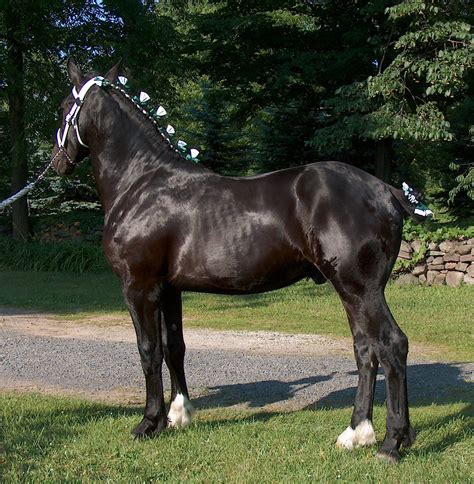 Dapplewood Percherons Percheron Horses Horses Pretty Horses