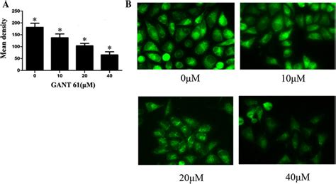 Gant61 Inhibited Mitochondria Membrane Potential Promotes Cell Download Scientific Diagram