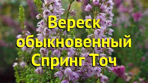 Вереск обыкновенный спринг точ. Краткий обзор, описание характеристик ...