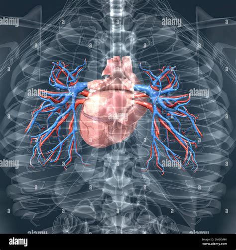 Les Vaisseaux Sanguins De La Circulation Pulmonaire Sont Les Art Res