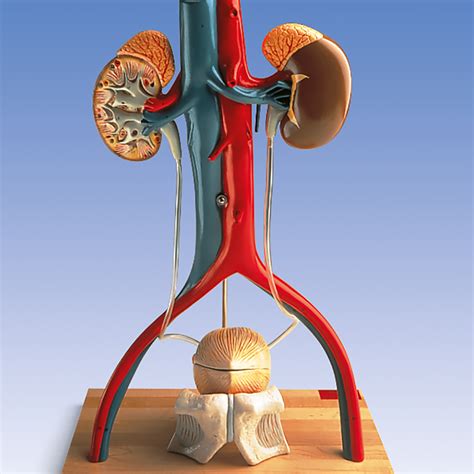 Anatomical Teaching Model Plastic Anatomy Models Renal System