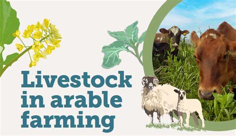 Livestock in Arable Systems