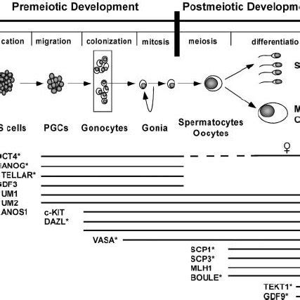 Diagrammatic representation of the different stages of germ cell ...