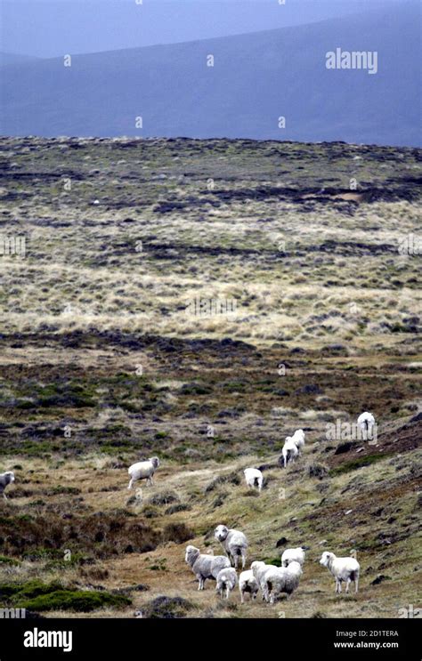 Port Howard Falklands Hi Res Stock Photography And Images Alamy