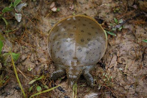 Eastern Spiny Softshell Turtle Hrm