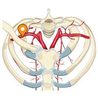 Surco para la arteria subclavia - e-Anatomy - IMAIOS