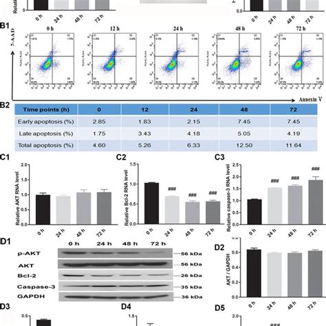 Hypoxia Induced Apoptosis And Altered Expression Of Apoptosis Related