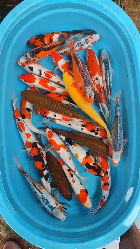 25 Ekor Paket Mix Size 30 35 Cm Video In 2024 Koi Fish Aquarium