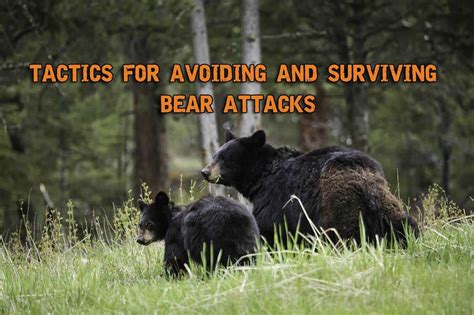 Tactics For Avoiding And Surviving Bear Attacks - Prepper's Will