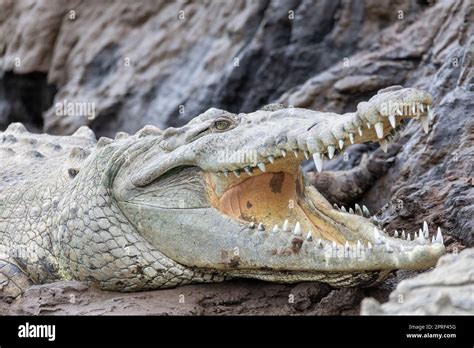 American Crocodile Crocodylus Acutus River Rio Tarcoles Costa Rica