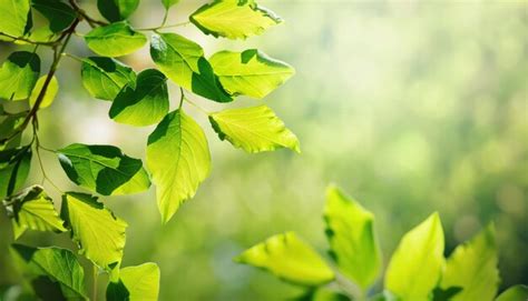 Fondo De Primavera Con Hojas Verdes Frescas Foto Premium