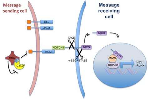 A Schematic Representation Of Notch Signalling And The Open I