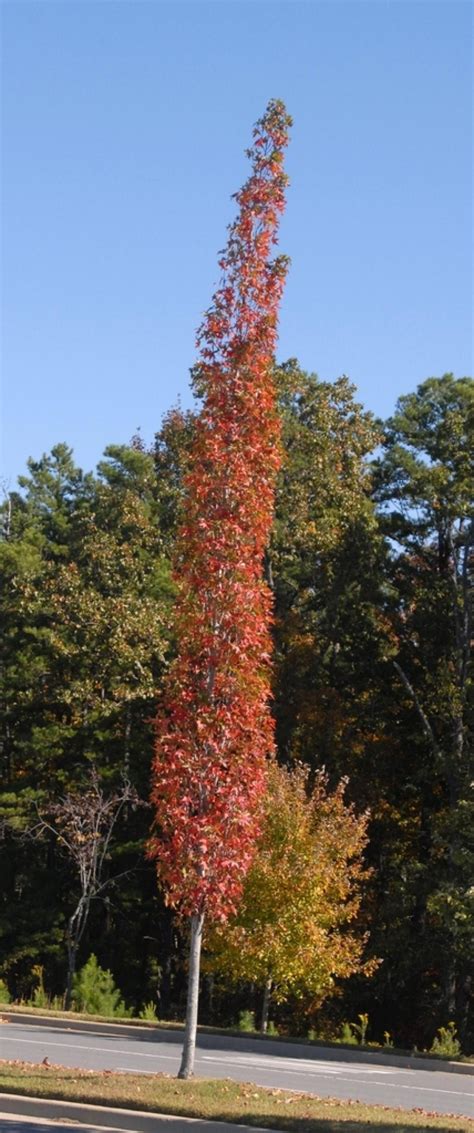 Oszlopos ámbrafa Liquidambar styraciflua Slender Silhouette