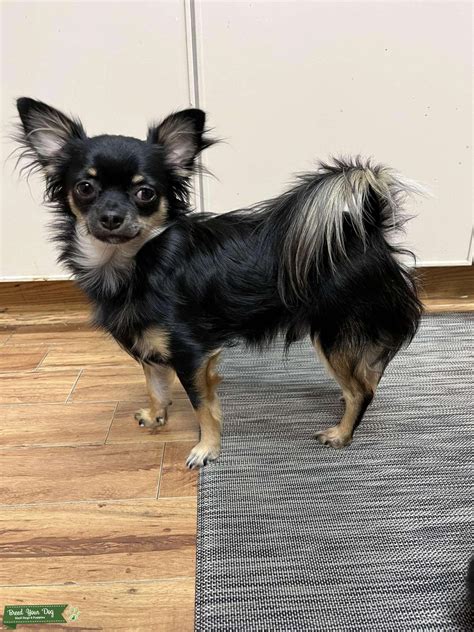 Long Hair Chihuahua for Hire - Stud Dog in Calgary , Australia | Breed Your Dog