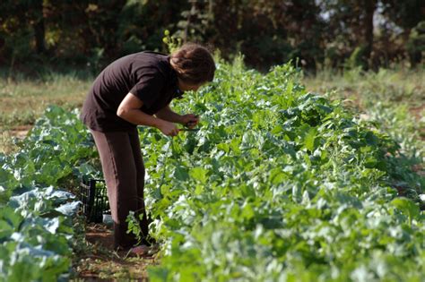 Agricoltura Sociale Fattoria La Sonnina