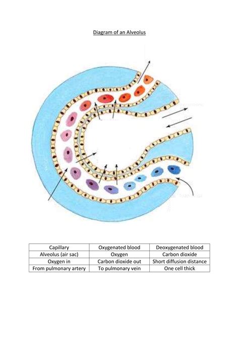 Diagram Of An Alveolus To Label