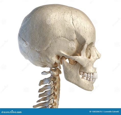 Human Skull Viewed From A Side Stock Illustration Illustration Of