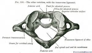 Transverse Ligament Stress Test - Physiopedia