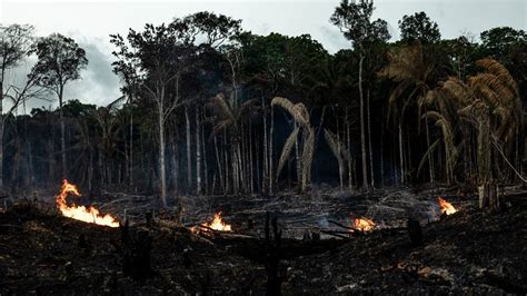 Brasil Registra Más Incendios Forestales En La Amazonia En 2022