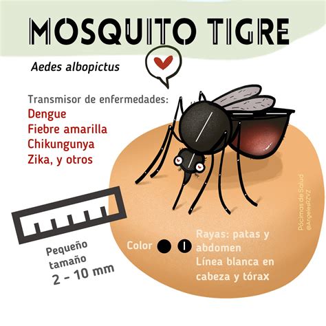 Todo sobre el mosquito tigre en imágenes Pocimas de salud