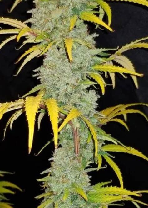 Tangerine Dream Strain Info Tangerine Dream Weed By Nukeheads