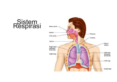 PDF 3 System Respirasi DOKUMEN TIPS