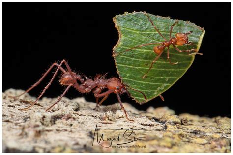 Leafcutter Ants