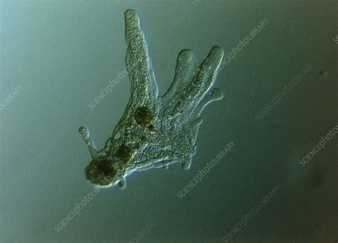 Light Micrograph Of Protozoa Amoeba Proteus Stock Image Z110 0051