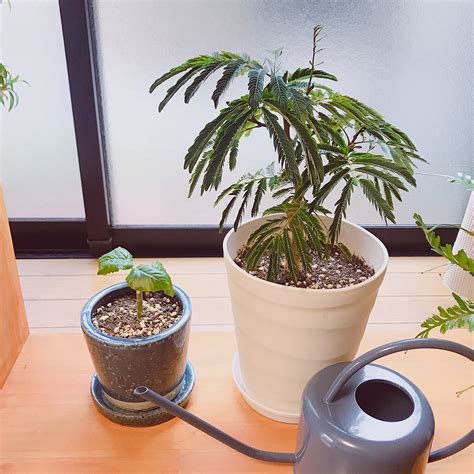 植え替えミニミニウンベラータエバーフレッシュみどりのある暮らし観葉植物のある暮らしなどのインテリア実例 2019 05 09