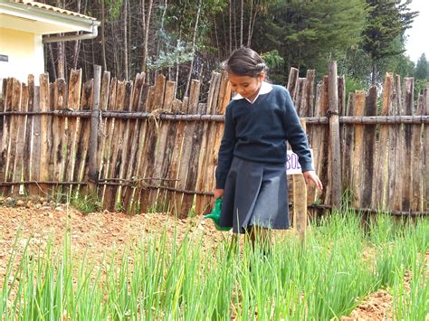 Cultivando El Futuro Un Huerto Escolar En Cajamarca Que Nutre Mentes Y