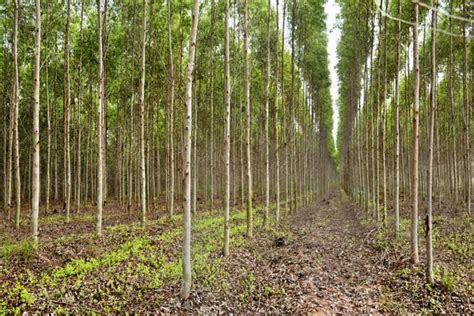 Farmers Cut Millions From Eucalyptus Trees Agrifood East Africa