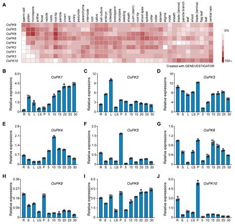 Ijms Free Full Text Genome Wide Analysis And Functional