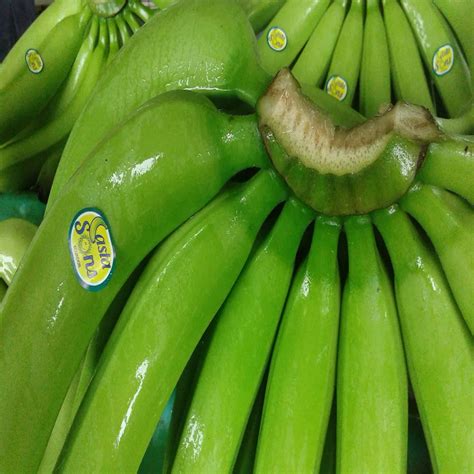 Fresh Cavendish Bananas Of Ecuador - Buy Fresh Green Cavendish Bananas Product on Alibaba.com