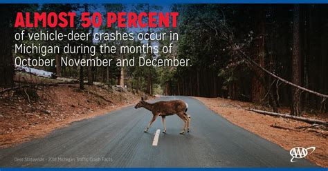 Aaa Reminds Motorists Dont Veer For Deer