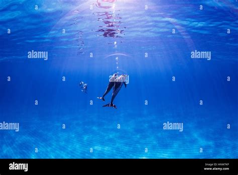 Atlantic Spotted Dolphins Underwater View Stock Photo Alamy