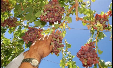 Monte Patria Realiza Catastro De Sus Productores Que No Son Usuarios De